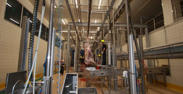 Kocaeli Büyükşehir Mezbahası güvenilir et sunuyor