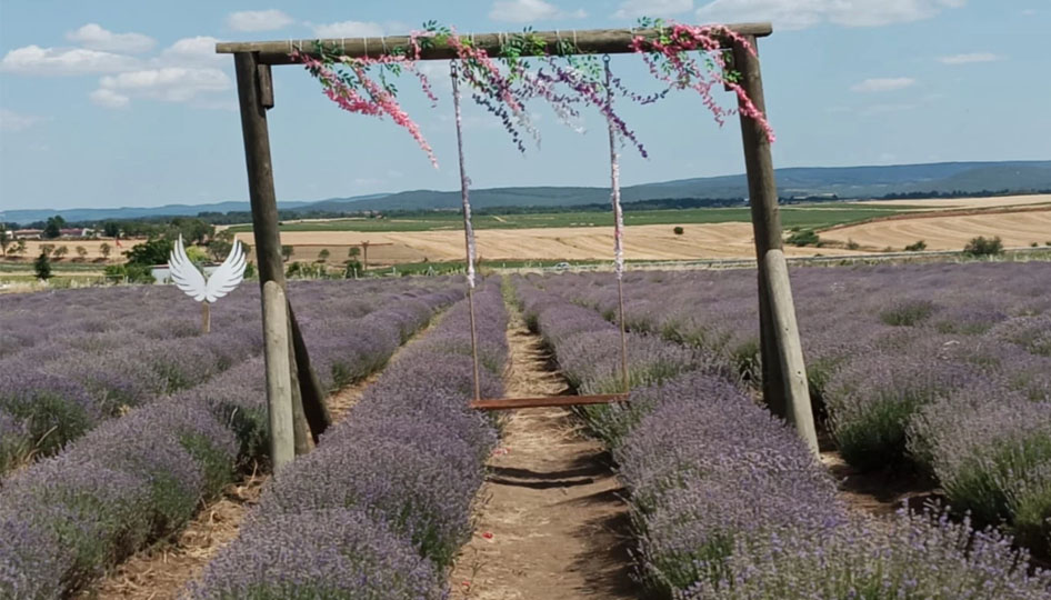 Edirne Keşan'ın Lavanta Deryası'nda hasat heyecanı