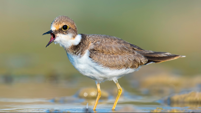 Boğaçayı’nda kuş cenneti: 220 tür gözlemlendi