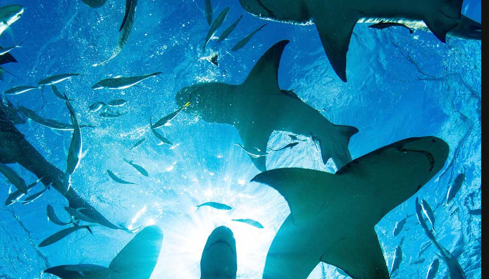 Mersin açıklarında dev köpekbalıkları görüldü, uzmanlar açıklama yaptı