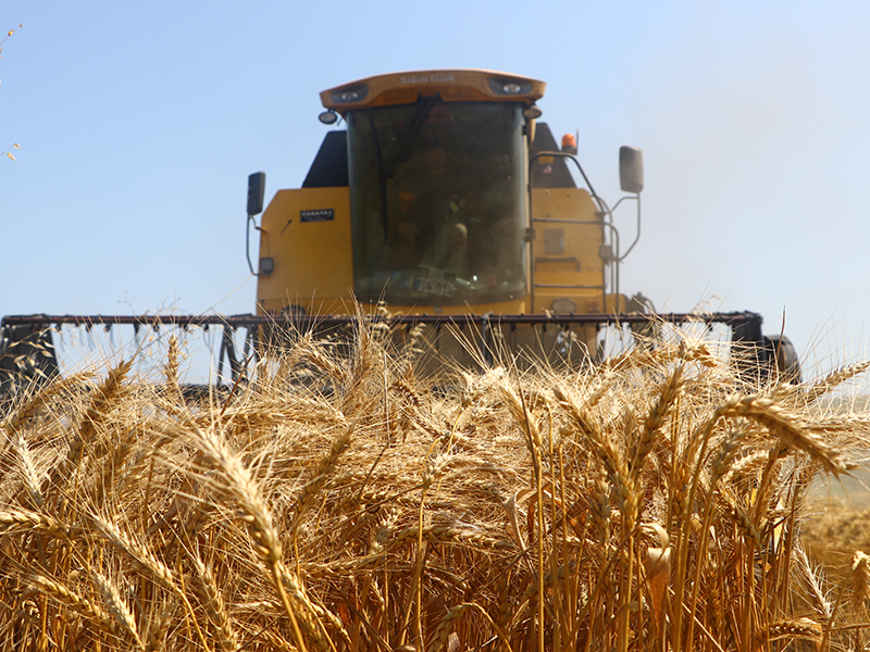 Ceylanpınar’da buğday hasadı başladı: Hedef 200 bin ton ürün