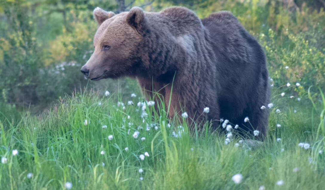 Hakkari'de ayı saldırısı: 2 yaralı, 2 kayıp