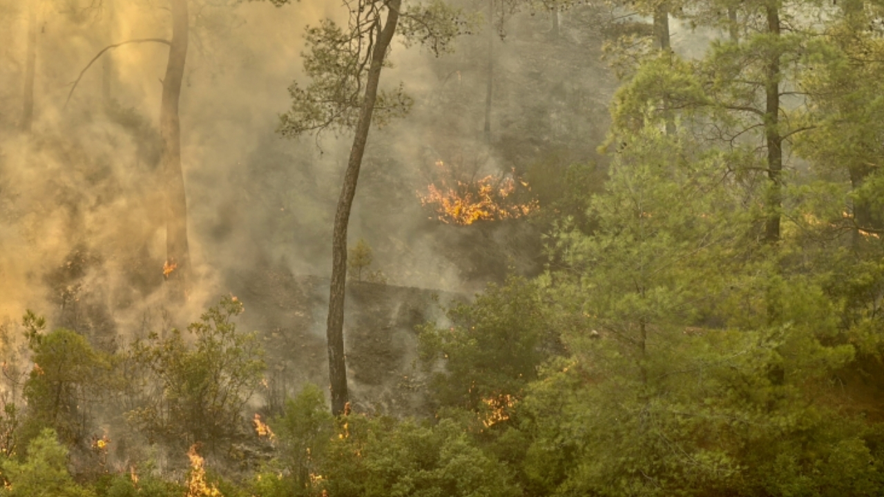 Çanakkale Ezine'de orman yangınına müdahale sürüyor