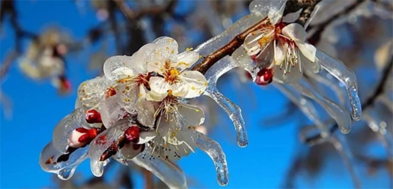 Zirai Don'dan Etkilenen Ürünlere yeni destekleme ödemesi