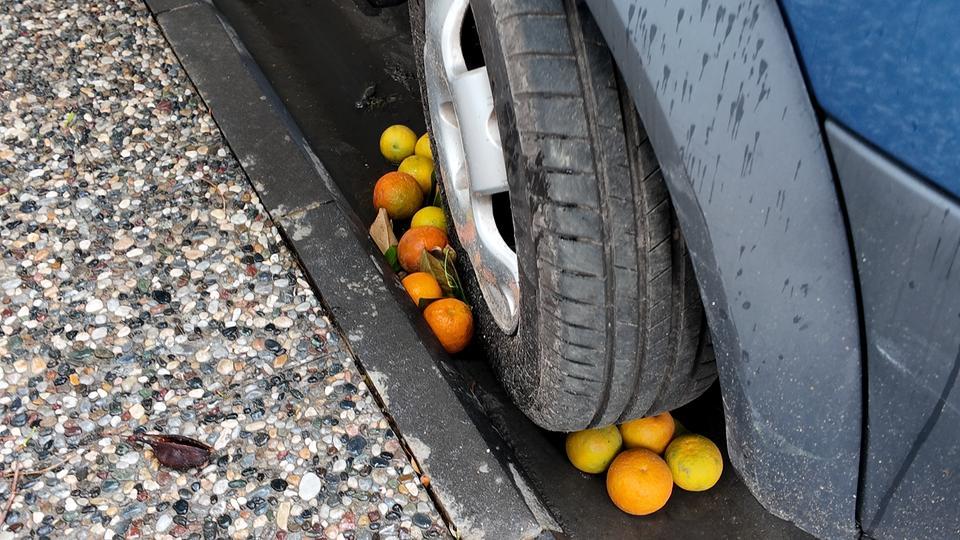 Aydın'da tonlarca milli servet çöpe gidiyor