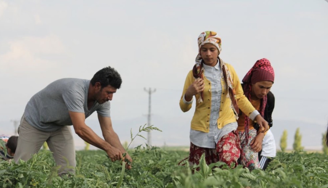 Tarım işçileri için 2026 yevmiye tavsiyesi açıklandı