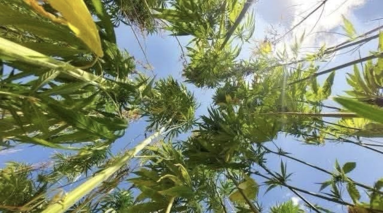 Antalya Isparta ve Burdur’da kenevir üretimine resmen izin verildi