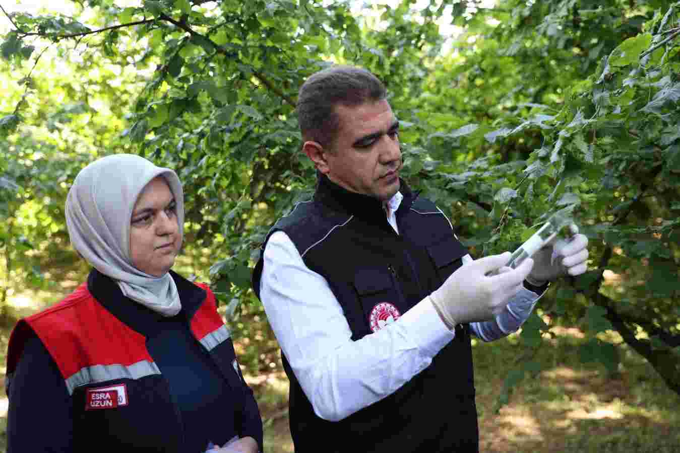 Düzce fındığının korunması için Samuray arısı doğaya salındı