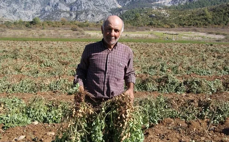 Isparta’da yer fıstığı hasadı devam ediyor