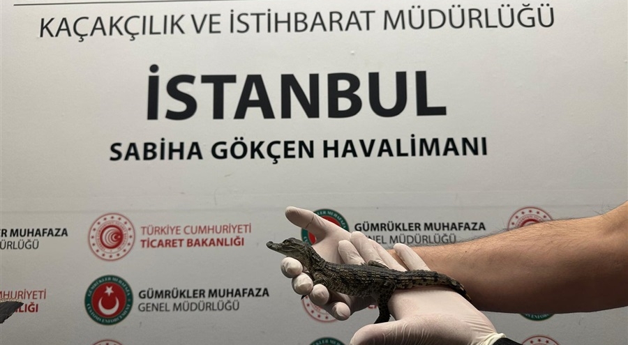 Havaalanında 17 yavru timsah ve 10 yavru kertenkele yakalandı