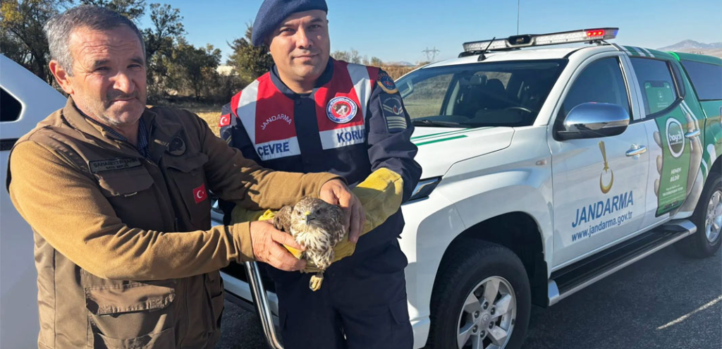 Burdur’da yaralı boz şahin bulundu